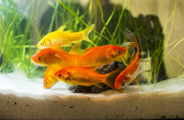 Poissons rouges dans l'aquarium — Photo