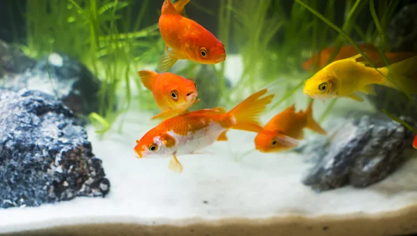 Goldfish in the aquarium — Stock Photo, Image