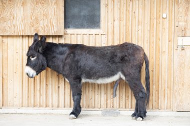 donkey with big penis