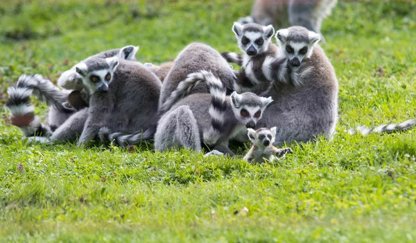 Baby lemur with family — Stock Photo, Image