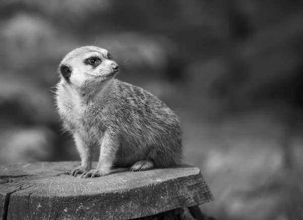 경고 Suricate 또는 Meerkat 흑인과 백인 — 스톡 사진