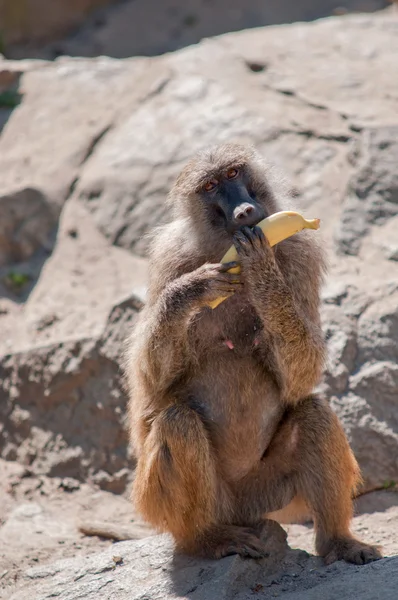 Eten van banaan aap — Stockfoto