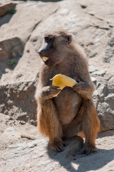 Eten van banaan aap — Stockfoto