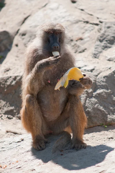 Affe isst Banane — Stockfoto