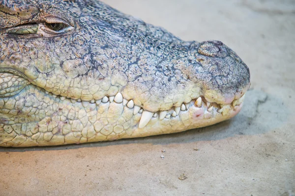 Крупним планом рот і зуби рідкого крокодила — стокове фото