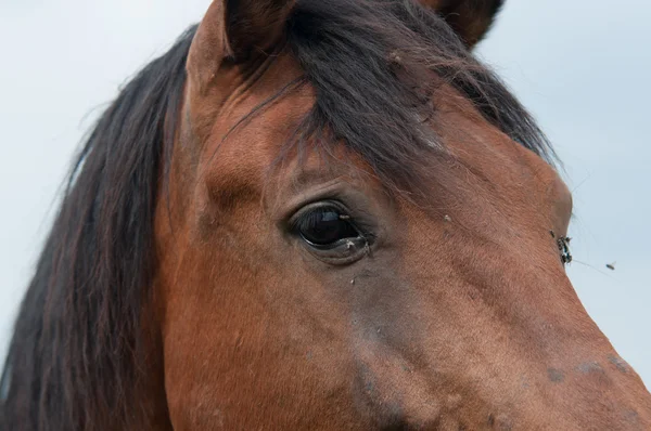 En massa flugor är nära ögat av häst — Stockfoto