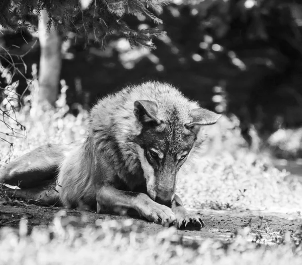 Lobo en blanco y negro — Foto de Stock