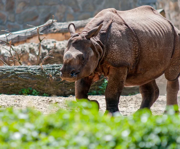 Un rinoceronte bianco / rinoceronte — Foto Stock