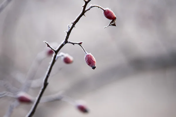 Rote Beeren im Winter mit Frost bedeckt — Stockfoto