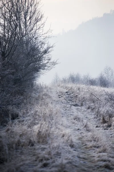 Frozen tree in mist with grass and bush covered by fros — Stock Photo, Image