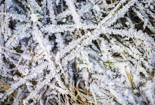 Śnieg na mrożone trawy — Zdjęcie stockowe