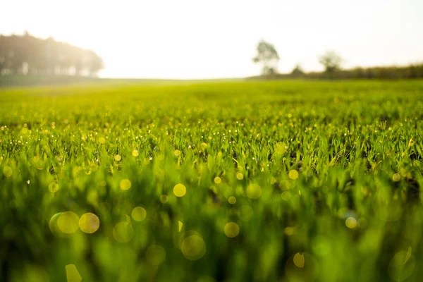 Verse lente gras met druppels op natuurlijke intreepupil lichtgroene achtergrond. — Stockfoto