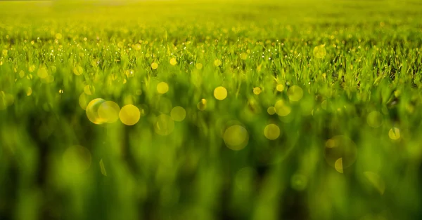 Hierba fresca de primavera con gotas sobre fondo verde claro desenfocado natural . — Foto de Stock
