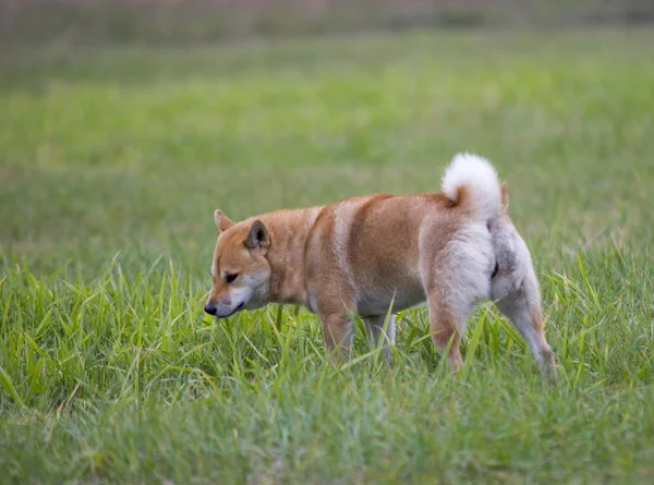 Kobiece shiba inu pies — Zdjęcie stockowe