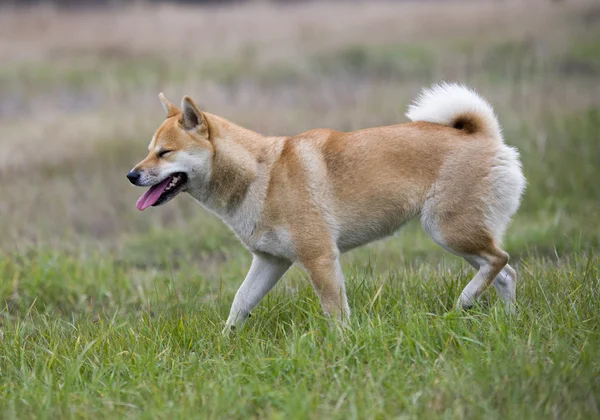 女性 shiba inu 狗 — 图库照片