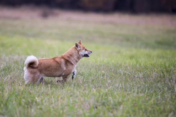 Fêmea shiba inu cão correndo na grama — Fotografia de Stock