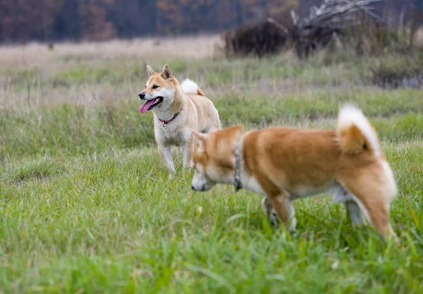 Man and female shiba inu dogs on grass — Stock Photo, Image