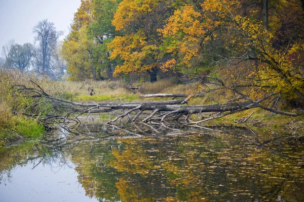 Sonbahar zaman güzel göl — Stok fotoğraf