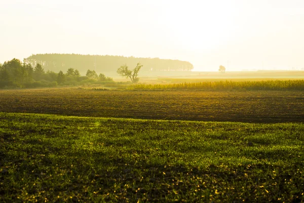 Wschód słońca nad polem na dzień wiosny. — Zdjęcie stockowe