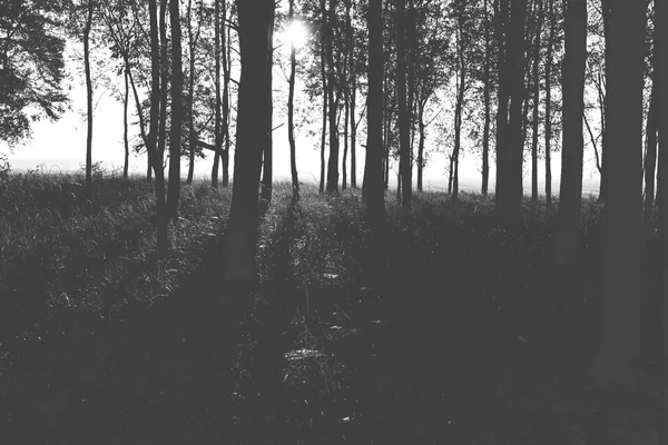 Vintage hard black and white forest background — Stock Photo, Image
