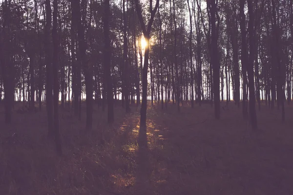 Fondo forestal vintage — Foto de Stock