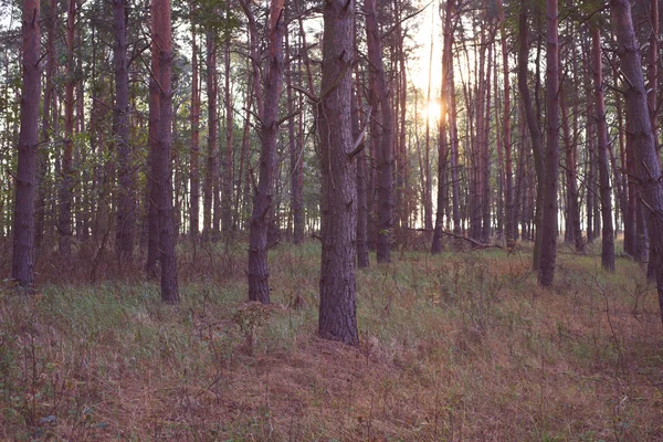 Fond forêt vintage — Photo