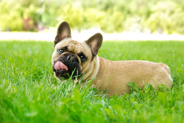 Raça cão Bulldog — Fotografia de Stock