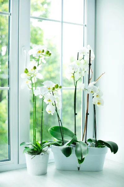 Beautiful white orchids — Stock Photo, Image