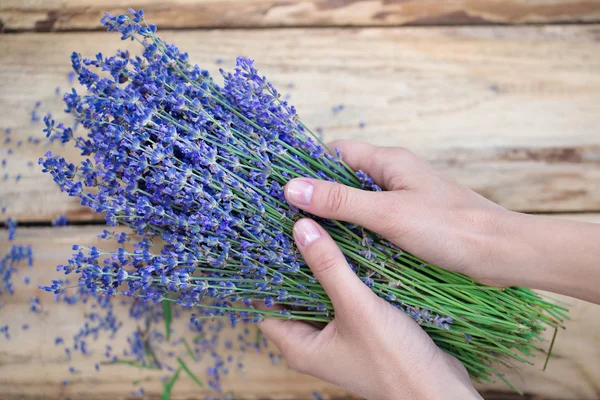 Lavender flowers in female hands — Stock Photo, Image