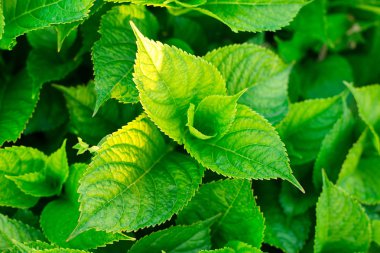 güzel yeşil yapraklar