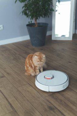 Ev kızıl kedisi, elektrikli süpürgeyle robotu izliyor, ona biniyor, pençesiyle dokunuyor, robotun peşinden koşuyor.