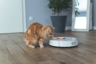Ev kızıl kedisi, elektrikli süpürgeyle robotu izliyor, ona biniyor, pençesiyle dokunuyor, robotun peşinden koşuyor.
