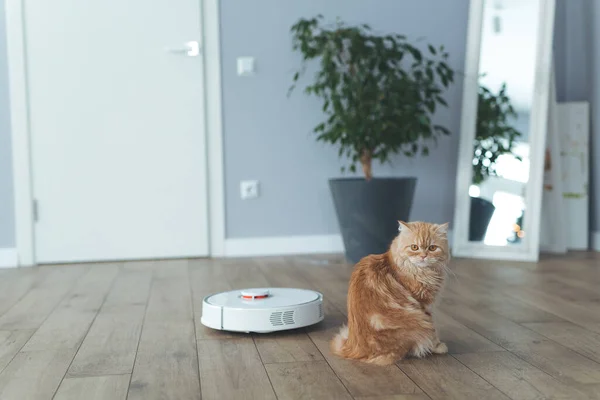 home ginger cat, watches the robot with a vacuum cleaner, rides it, touches it with its paw, runs after the robot