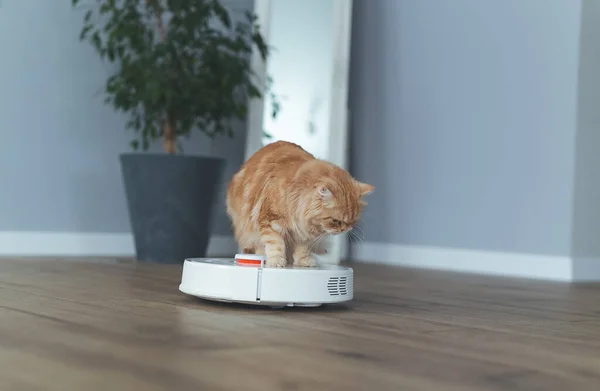 Home Ginger Cat Regarde Robot Avec Aspirateur Monte Touche Avec Images De Stock Libres De Droits