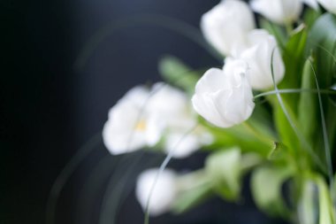 Siyah arkaplanda güzel beyaz laleler