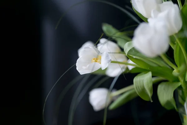 Hermosos Tulipanes Blancos Sobre Fondo Negro — Foto de Stock