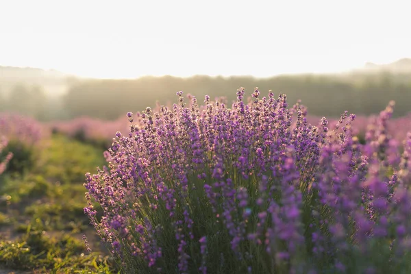 Wunderschönes Lavendelfeld Frühen Morgen — Stockfoto