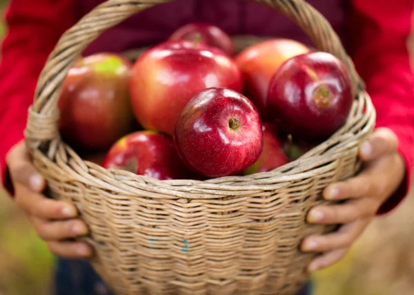 Manzana en manos humanas —  Fotos de Stock