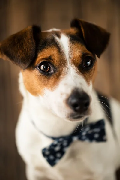 Cane carino con elegante cravatta farfalla in posa per la foto — Foto Stock