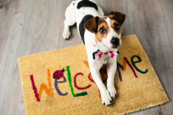 Söt hund poserar på mattan — Stockfoto