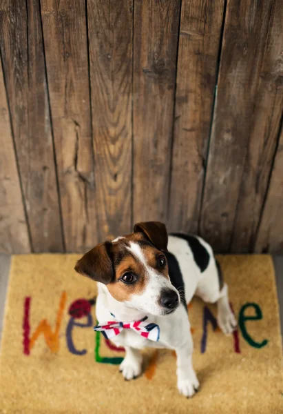 Симпатичная собака позирует на ковре — стоковое фото
