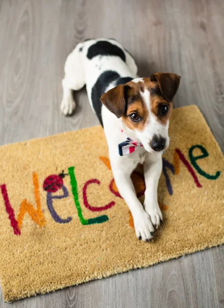 Söt hund poserar på mattan — Stockfoto