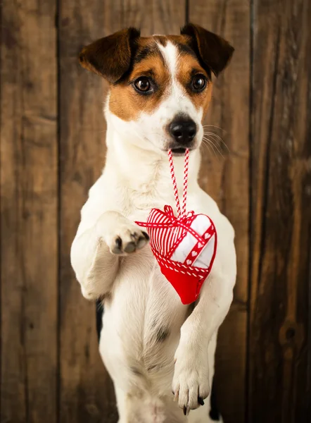 Cane carino in posa per la foto con il cuore giocattolo — Foto Stock