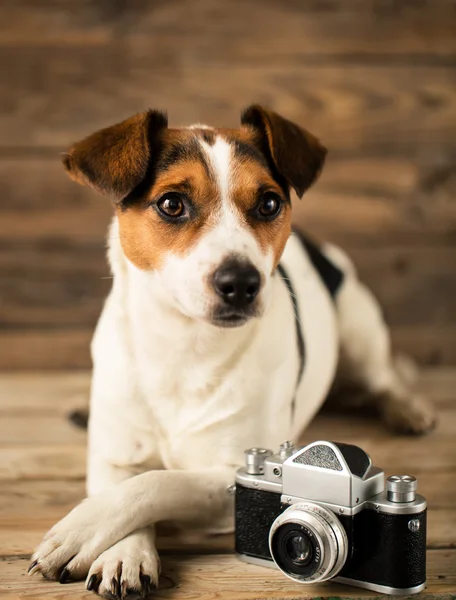 Cane in posa con macchina fotografica — Foto Stock