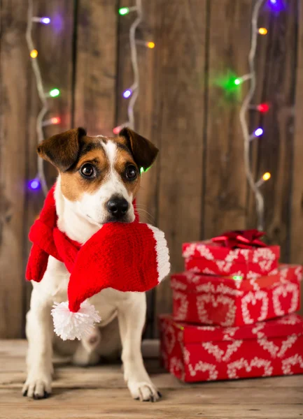 Dog with Santa hat in mouth — Stock Photo, Image