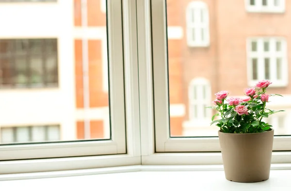 Flores cor-de-rosa em vaso no peitoril da janela — Fotografia de Stock