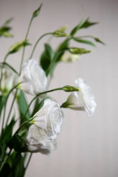 Beautiful pure white Lisianthus flower on a white background - White rose-selective focus