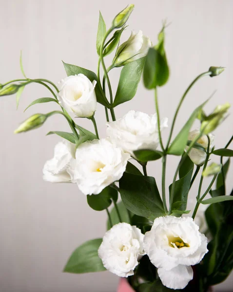 Bela Flor Lisianthus Branco Puro Fundo Branco Branco Rosa Seletivo — Fotografia de Stock