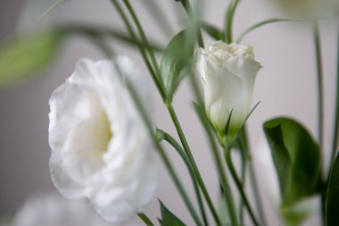 Beyaz arka planda beyaz bir gül güzel büyük beyaz bir Lisianthus çiçeği. Yakın plan fotoğraf.