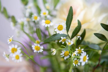Dekoratif papatyalar güzel bir bukette, seçici odaklı yakın plan fotoğraf.
